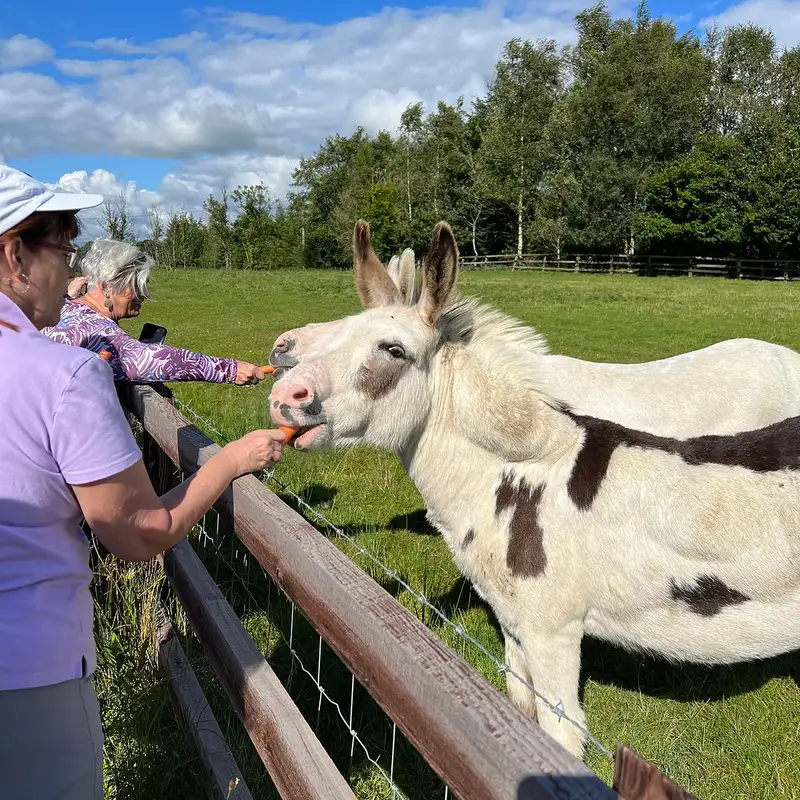Visitors meeting the resident donkeys at Anderson's Thatch Pub